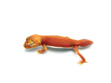 Albino Patternless Knob-Tail Gecko