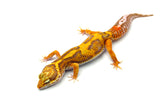 Tangerine Rainwater Leopard Gecko