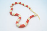 Albino Nelson's Milksnake