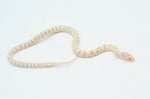 Striped Albino California Kingsnake