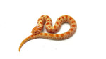 Albino Conda Western Hognose Snake