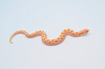 Albino Conda 66% het Sable Western Hognose Snake