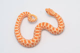 Albino het Lavender Western Hognose Snake