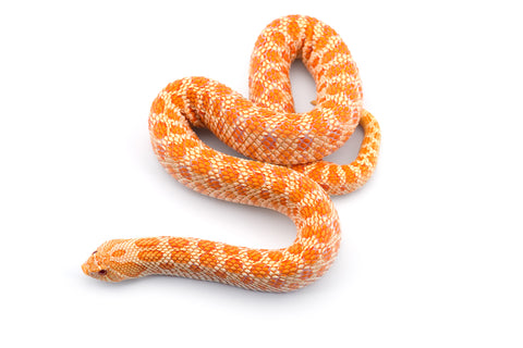 Albino Western Hognose Snake