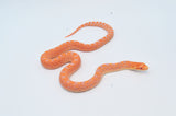 Red Albino Bull Snake