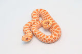 Albino het Lavender Western Hognose Snake