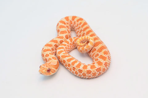 Albino het Lavender Western Hognose Snake