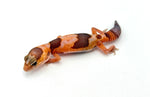 Whiteout Tangerine Amelanistic African Fat Tail Gecko