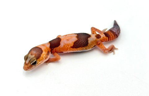 Whiteout Tangerine Amelanistic African Fat Tail Gecko