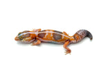 Whiteout Tangerine Amelanistic African Fat Tail Gecko