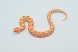 Albino Conda 66% het Sable Western Hognose Snake