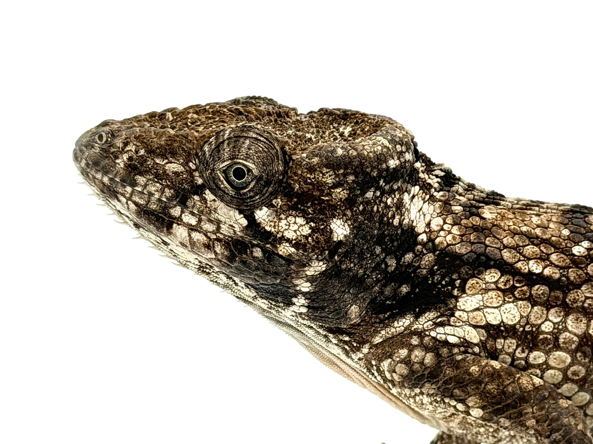 Red Throat False Chameleon Anole for sale – TikisGeckos
