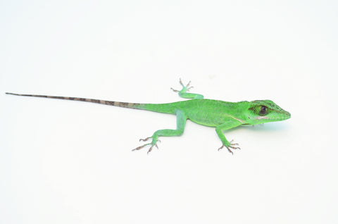 Baby Giant Western Anole