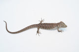 Red Lipped Arboreal Alligator Lizard (Abronia lythrochila)