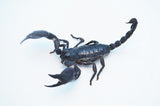 Asian Forest Scorpion