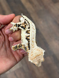 Tricolor Lilly White Crested Gecko