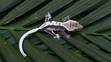 Axanthic Lilly White Crested Gecko