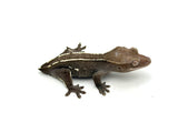 Axanthic Pinstripe Crested Gecko