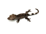 Axanthic Crested Gecko (Incredible structure)
