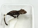 Axanthic Dalmatian Crested Gecko