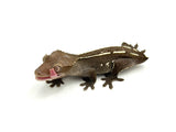 Axanthic Pinstripe Crested Gecko
