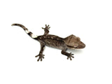 Axanthic Crested Gecko (Incredible structure)