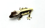 Axanthic Lilly White Crested Gecko