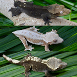 100% Het Axanthic Crested Gecko