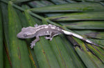 Axanthic Crested Gecko