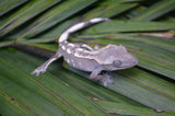 Axanthic Crested Gecko