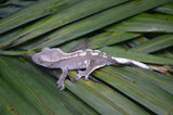 Axanthic Crested Gecko