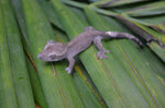 Axanthic Crested Gecko