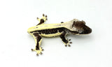 Axanthic Lilly White Crested Gecko
