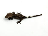 Axanthic Dalmatian Crested Gecko