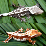 100% Het Axanthic Crested Gecko