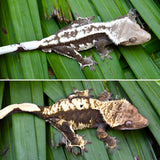 100% Het Axanthic Crested Gecko