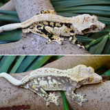 White Spot Drippy Extreme Harlequin Pinstripe Crested Gecko