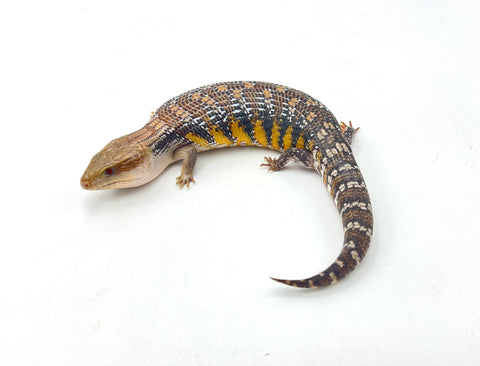 Dark Swedish Northern Blue Tongue Skink