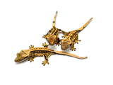 Baby High End Crested Gecko Special