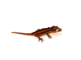 Red Abarrent Striped Gargoyle Gecko