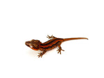 Red Abarrent Striped Gargoyle Gecko