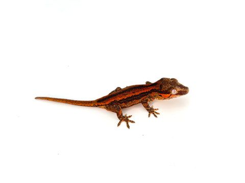 Red Abarrent Striped Gargoyle Gecko