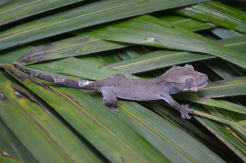 Axanthic Crested Gecko