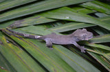 Axanthic Crested Gecko