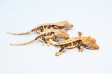 Baby Lilly White Crested Gecko Special