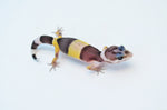 West Indian Leopard Gecko