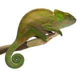 Parson's Chameleon