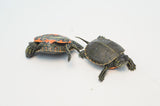 Western Painted Turtle