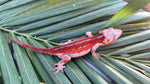 Red Striped Gargoyle Gecko (DEADPOOL offspring)