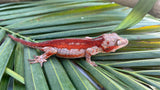 Red Striped Gargoyle Gecko (DEADPOOL offspring)